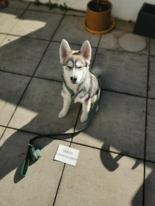 Chien avec la laisse en velours rouge – Bande de Canailles