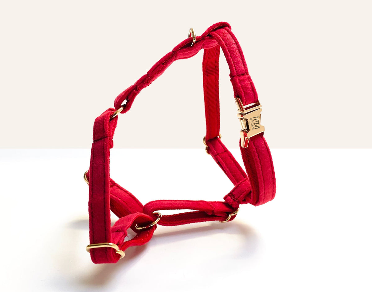 Harnais pour chat en velours Rouge – Bande de Canailles