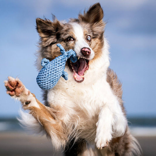 Jouet pour chien en corde de coton Captain Splash – Laboni – vue 2