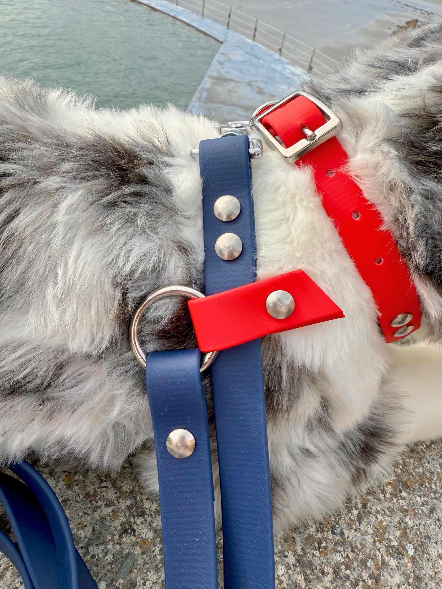 Laisse Magique Bleu Navy