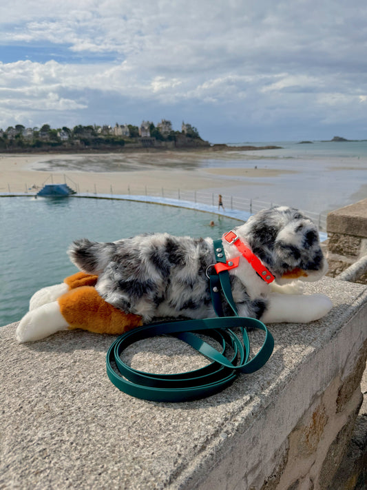 Laisse Magique Vert Sapin