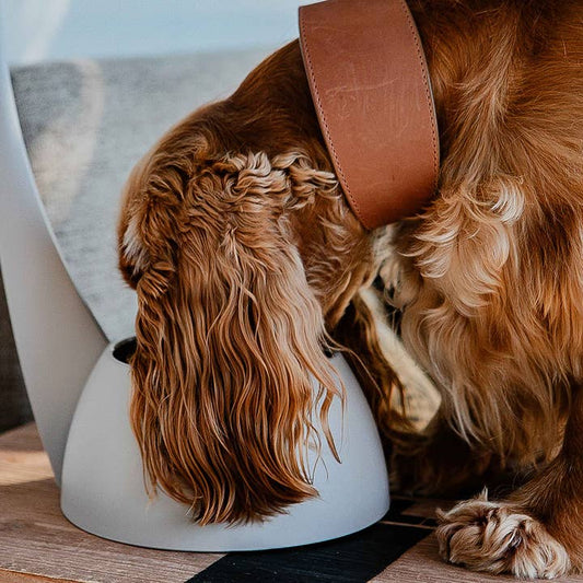 Gamelle étroite pour chiens à longues oreilles