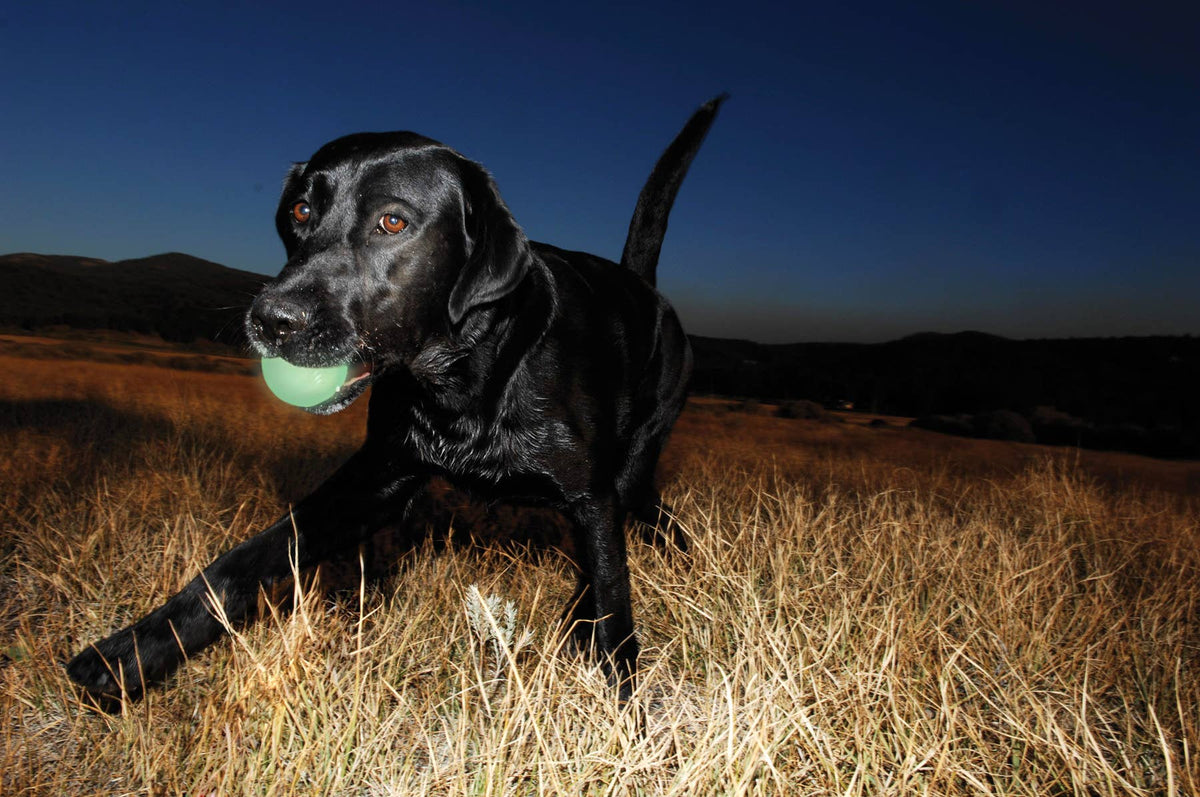 Chien qui joue de nuit avec une balle phosphorescente Chuckit! Max Glow 5 cm