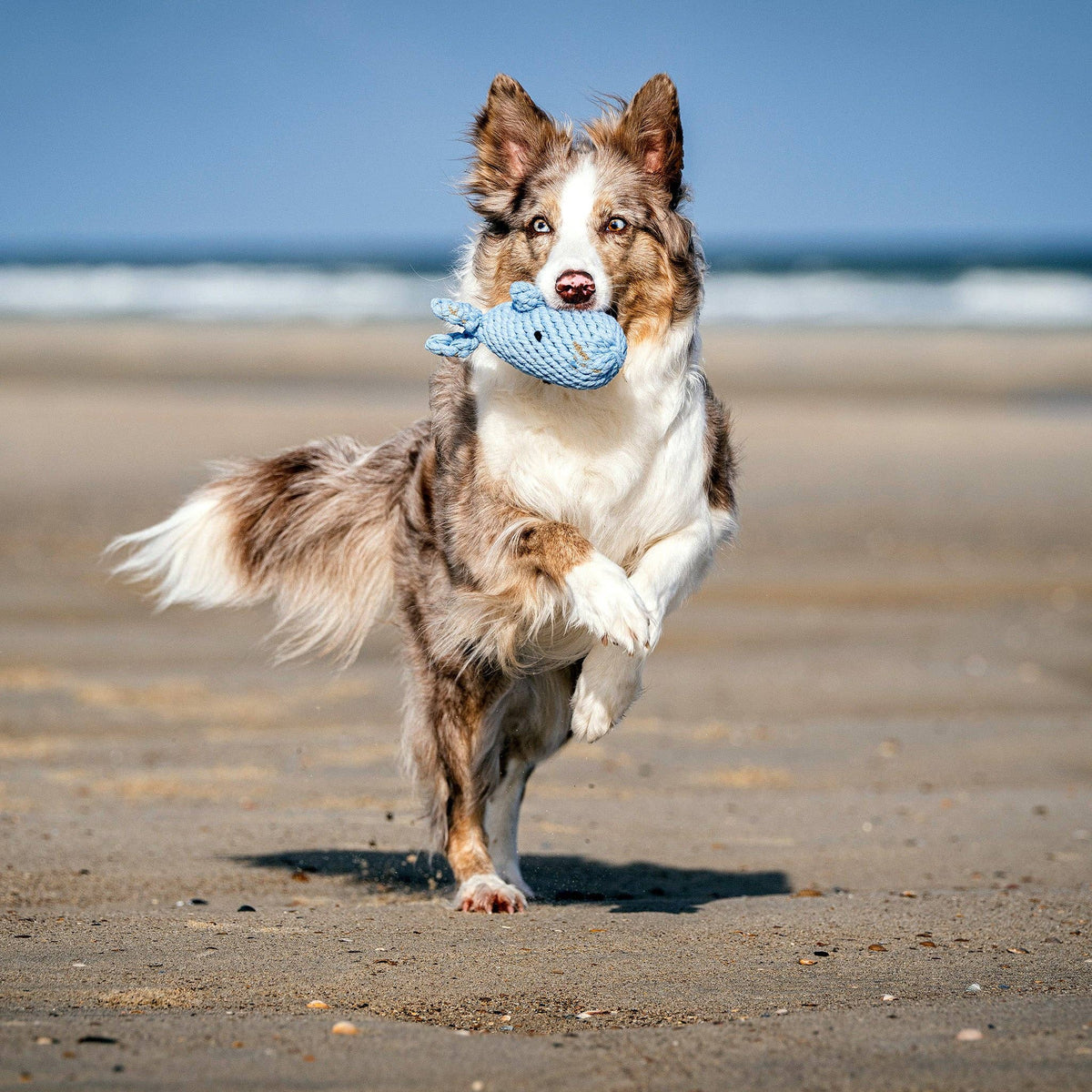 Jouet pour chien en corde de coton Captain Splash – Laboni – vue 4