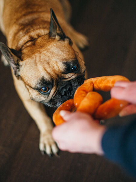 Chien qui joue avec la peluche Poochie Pretzel – P.L.A.Y.