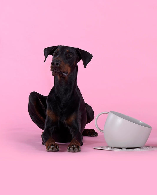 Gamelle écologique anti-éclaboussures CUP – United Pets