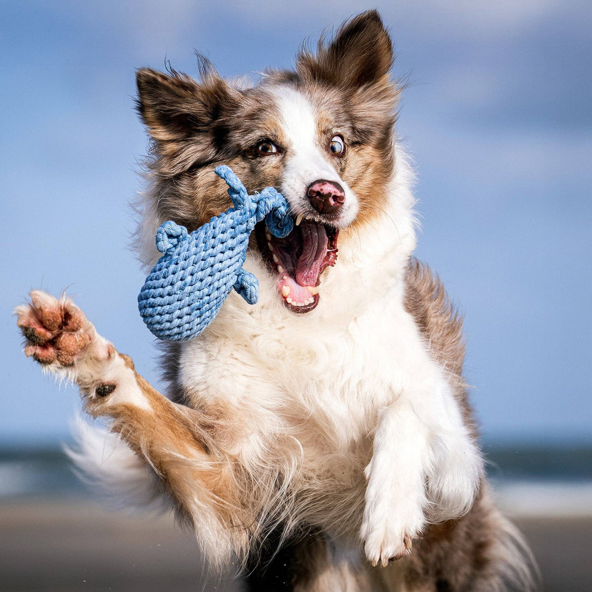 Jouet pour chien en corde de coton Captain Splash – Laboni – vue 2