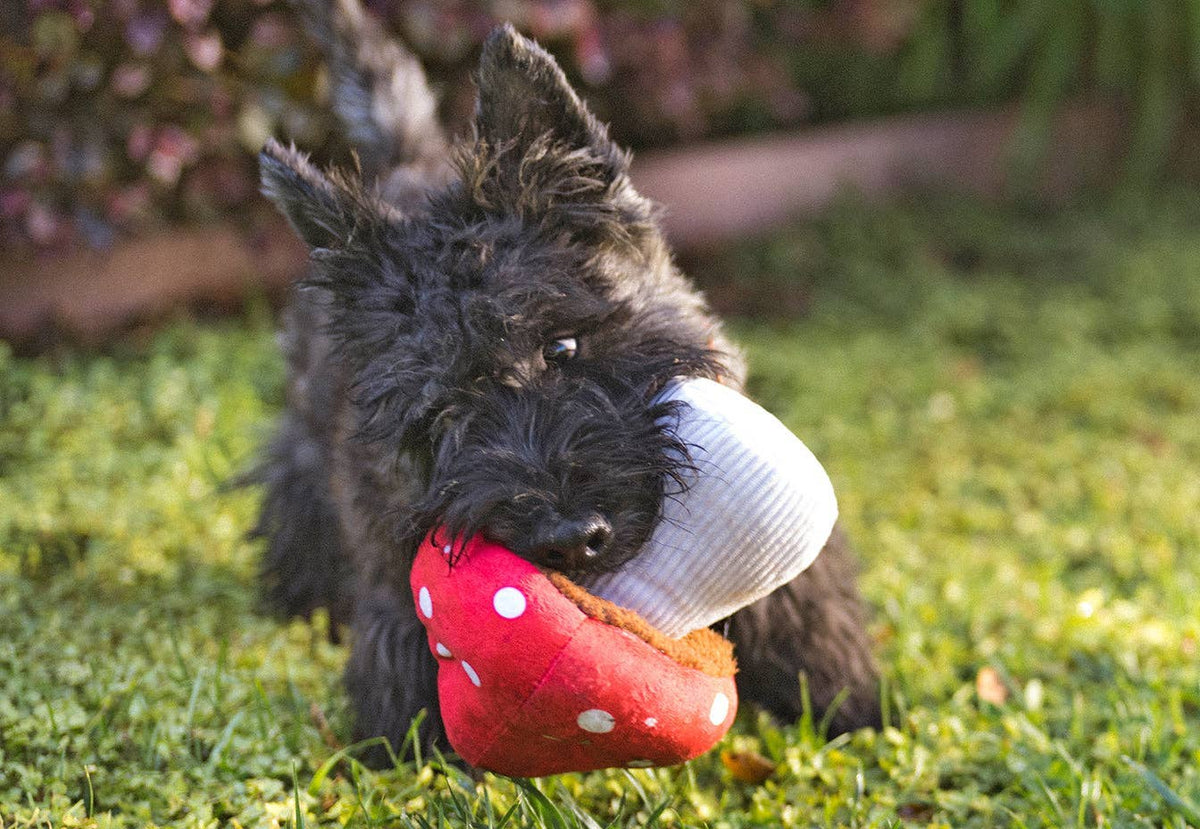 Peluche pour chien Le champignon de Mutt – P.L.A.Y. – avec un chien