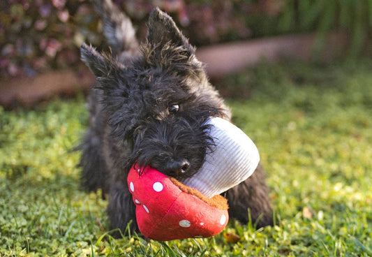 Peluche pour chien Le champignon de Mutt – P.L.A.Y. – avec un chien