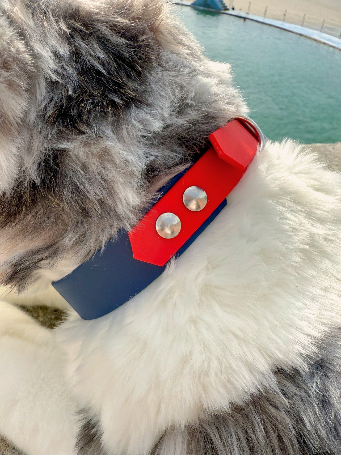 Collier pour chien bleu roi et rouge, Pattounes Palace