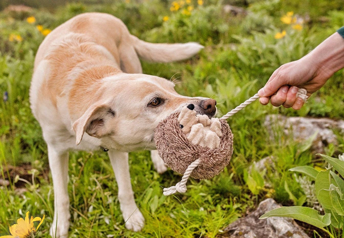 Peluche pour chien Hamilton le hérisson – P.L.A.Y. – avec un chien