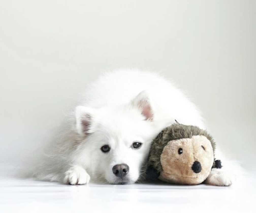Peluche pour chien Hérisson, petit modèle – ZippyPaws – avec un chien, autre vue