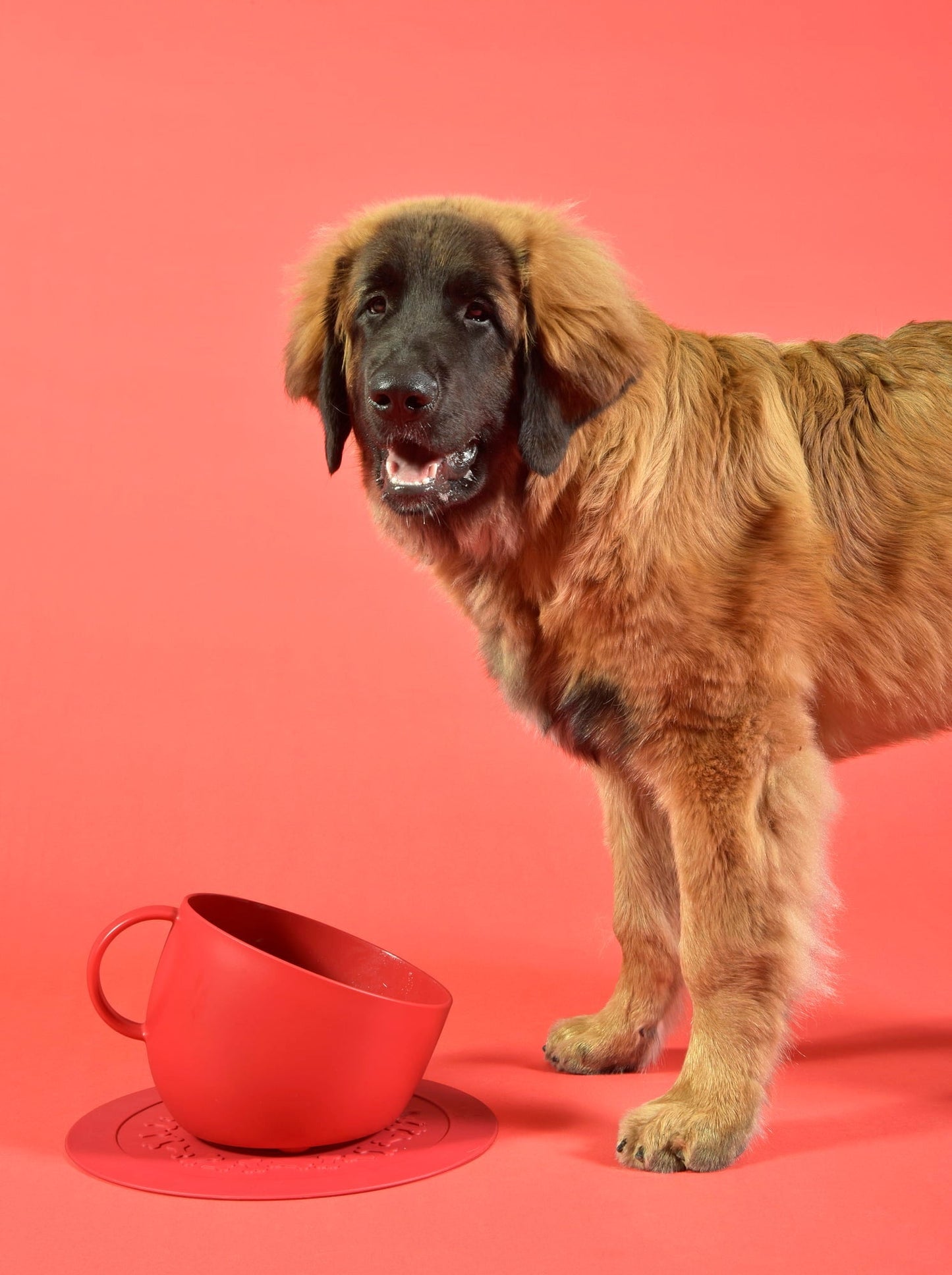 Gamelle pour chien CUP rouge, United Pets